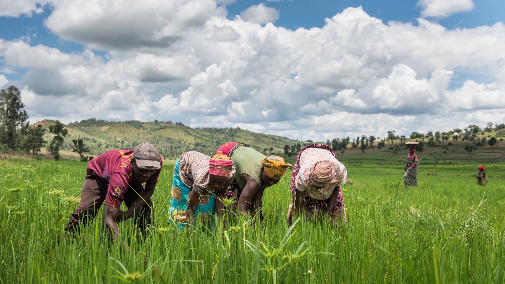 Supporting Farming Cooperatives in Rwanda on Vimeo