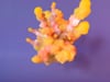CGI R&D Artwork Part V - Coral blossoming