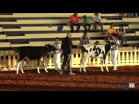 Terneras de 8 a 10 meses