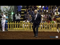 Terneras de 10 a 12 meses