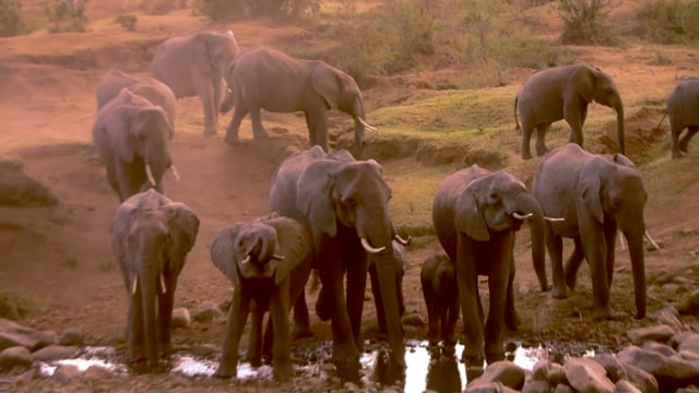 Gyrocopter retten afrikanische Elefanten