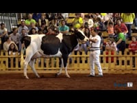 Vacas de 2 años sénior