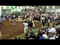 Vacas a partir de 6 años