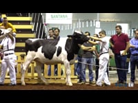 Novillas de 20 a 23 meses