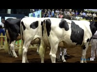 Mejor conjunto de vacas