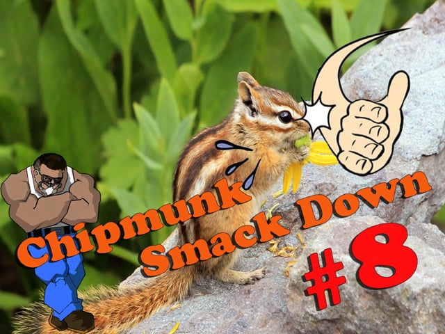 Chipmunk Smackdown 8 with Umarex Gauntlet .22
