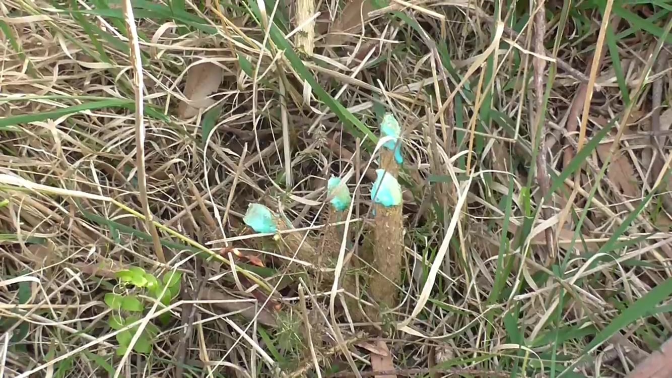 Dabber Herbicide Applicator on Vimeo