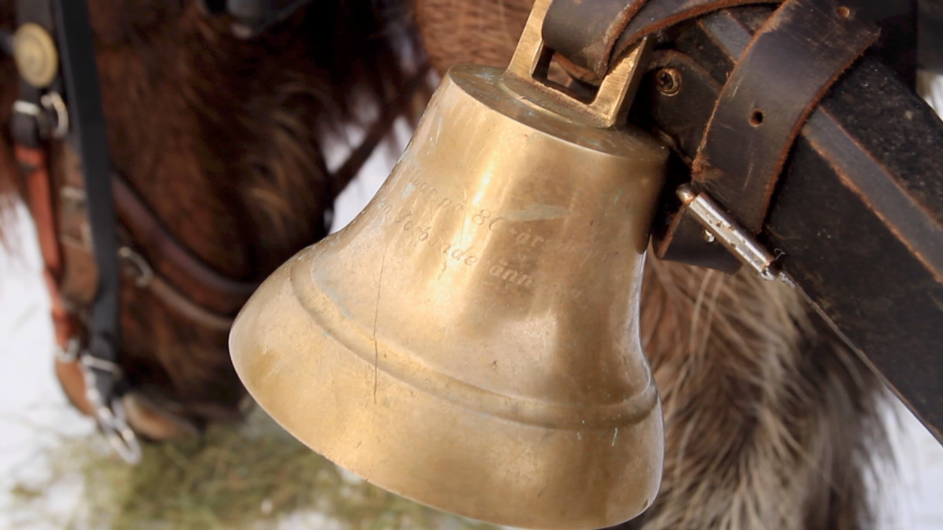 Mit dem Pferdeschlitten nach Röros