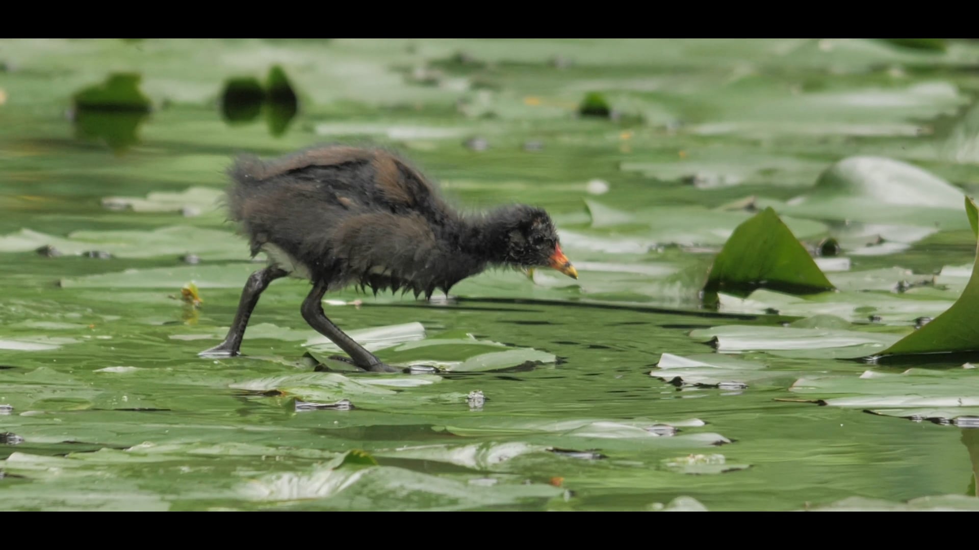Moorhens