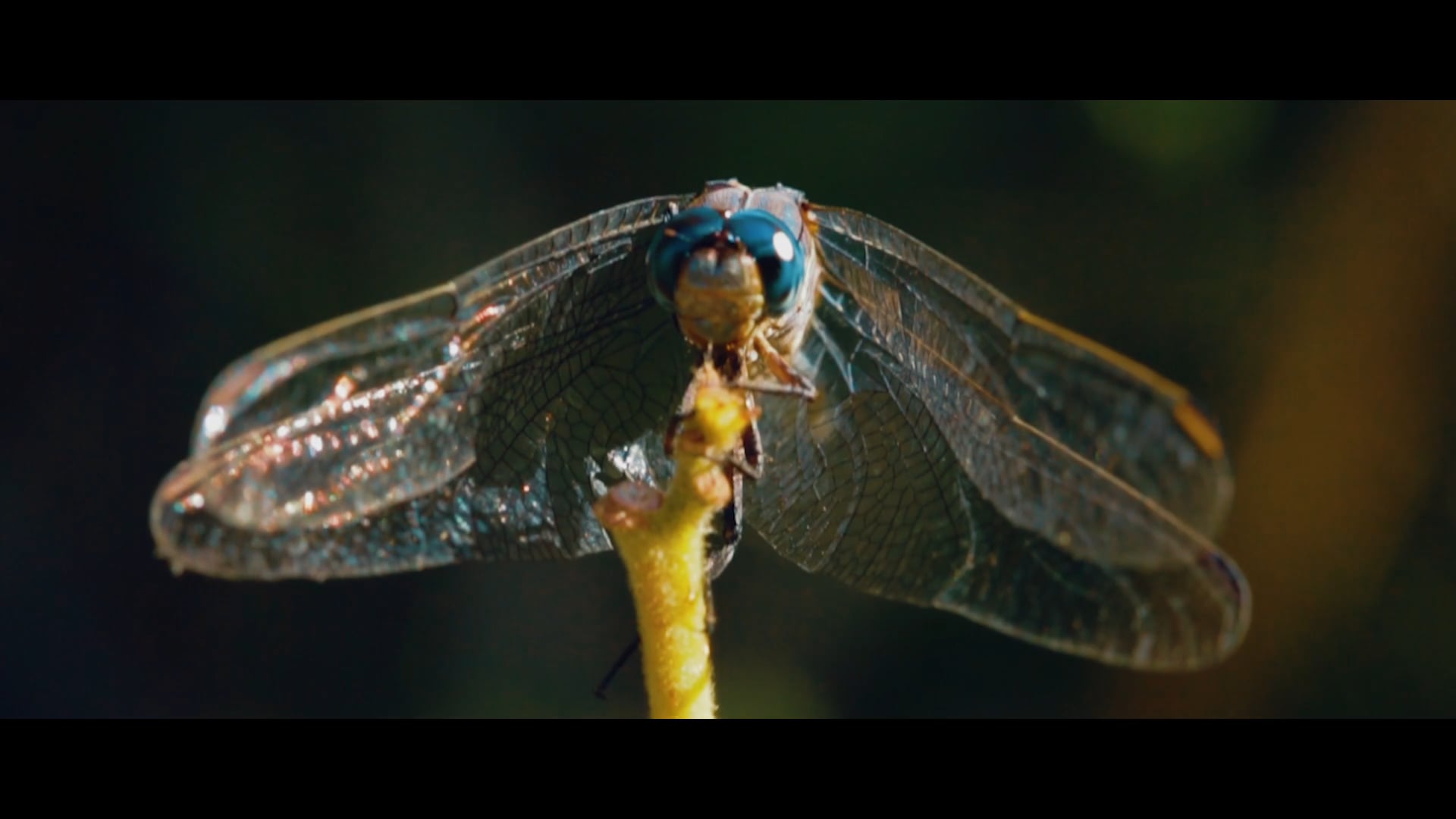 The Water Dancers Official Trailer