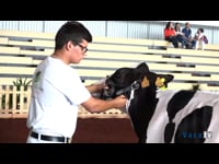 Mejor manejador adulto