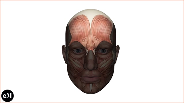 Forehead Cadaver Dissection - 