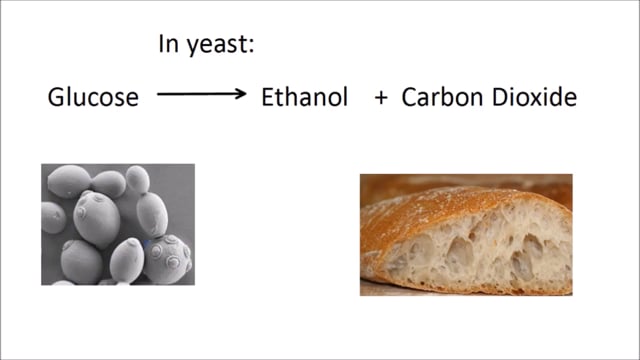 Aerobic and Anaerobic Respiration (Part 1 of 2)