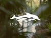 Discovery Cove Dolphin Swim Package + SeaWorld / Aquatica