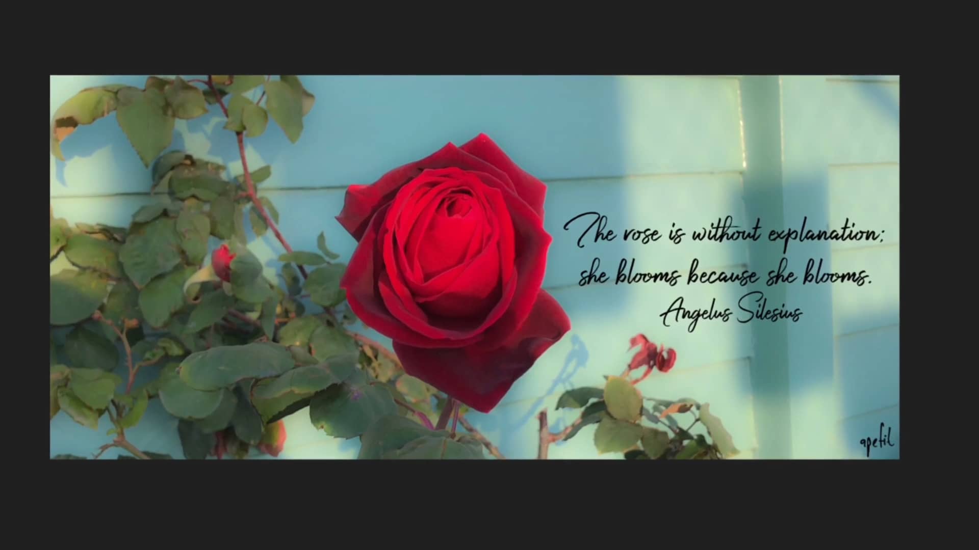 The rose is without explanation; she blooms because she blooms. Angelus