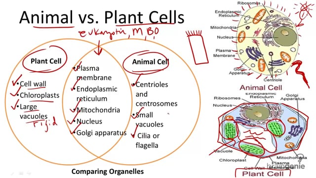 ⁣Animal vs. Plant Cells