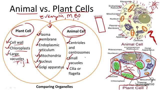 Animal vs. Plant Cells