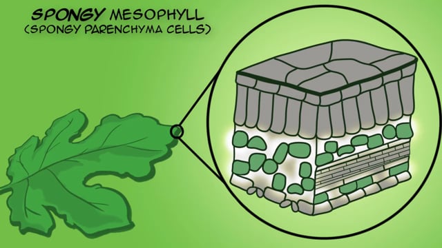 ⁣Specialized Cells_ Significance and Examples