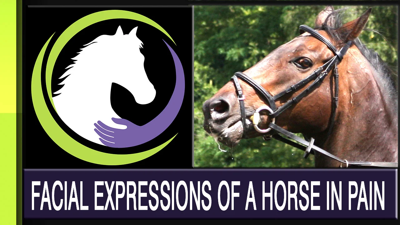 Recognizing Facial Expressions of a Horse in Pain: Part Three of a Four Part Series