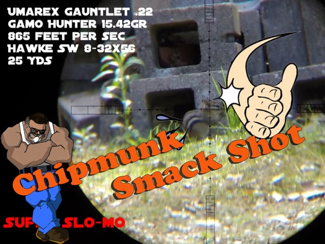Chipmunk Smack Shot