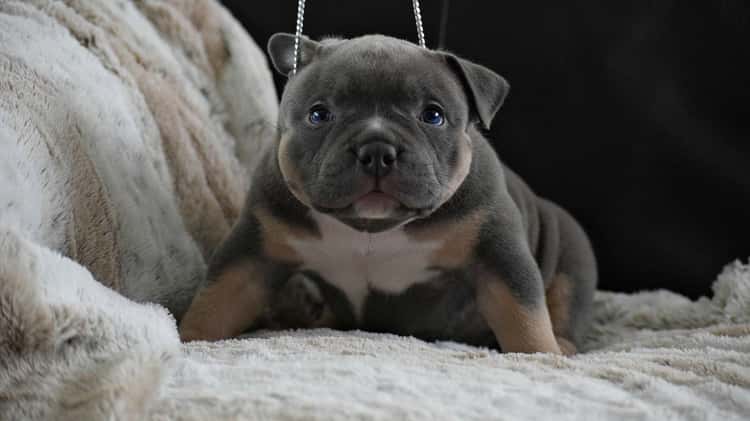 Chumper bully hot sale