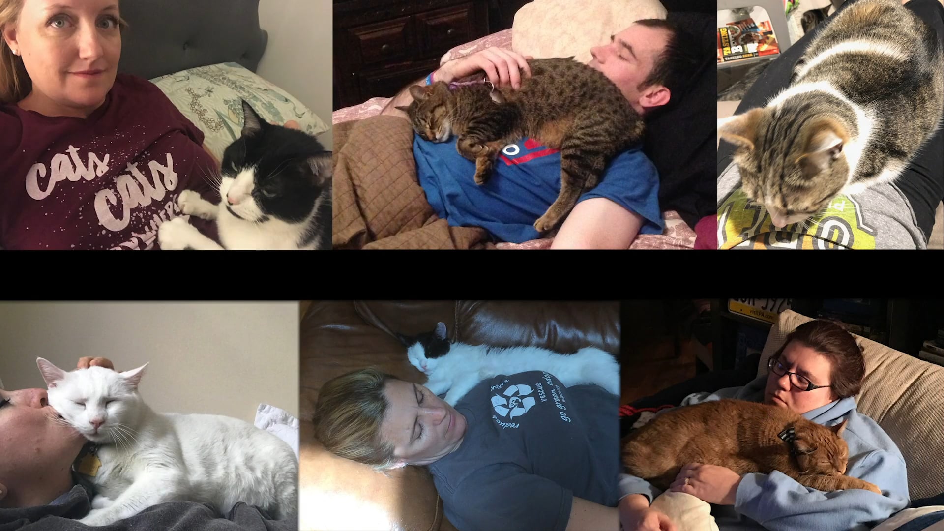 Feline Paralysis