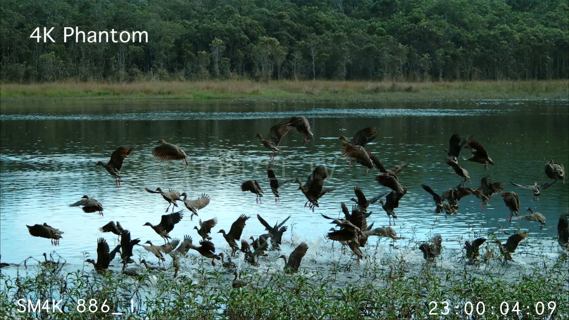 4K Bird Feeding - Whistling Ducks in wetland slow motion 4K 500 frames ...