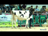 Terneras de 11 a 13 meses