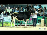 Novillas de 17 a 19 meses