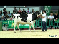 Novillas de 20 a 22 meses