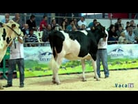 Novillas de 23 a 26 meses