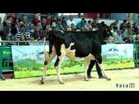 Campeonato de novillas Ascol