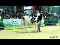 Campeonato de terneras