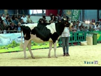 Campeonato de novillas