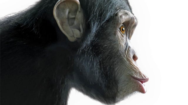 Human-Chimp DNA Comparison | The Institute for Creation Research