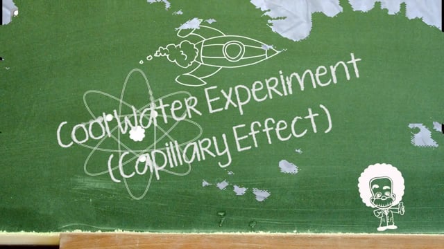 Capillary action in plants experiment with paper towel - Science experiments for kids