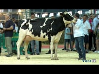 Vacas de 31 a 35 meses