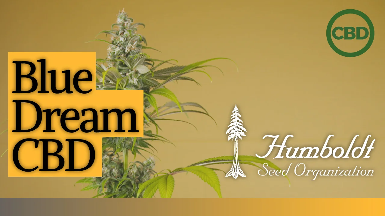 Blue Dream CBD cannabis feminized strain by HSO