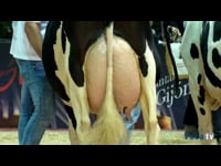 Vacas de 6 años o más