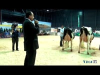 Campeonato de vaca joven, intermedia y adulta