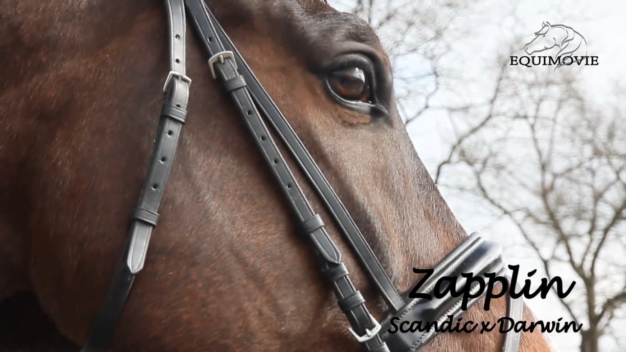 Zapplin - Scandic x Darwin