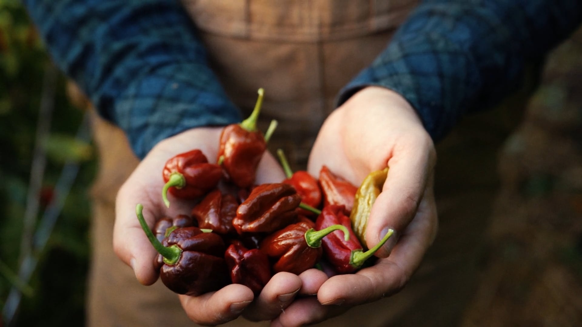 Chilifarmen