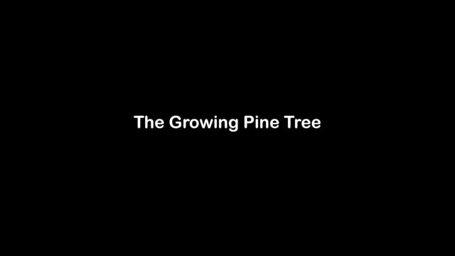 The Growing Pine Tree Yin Section
