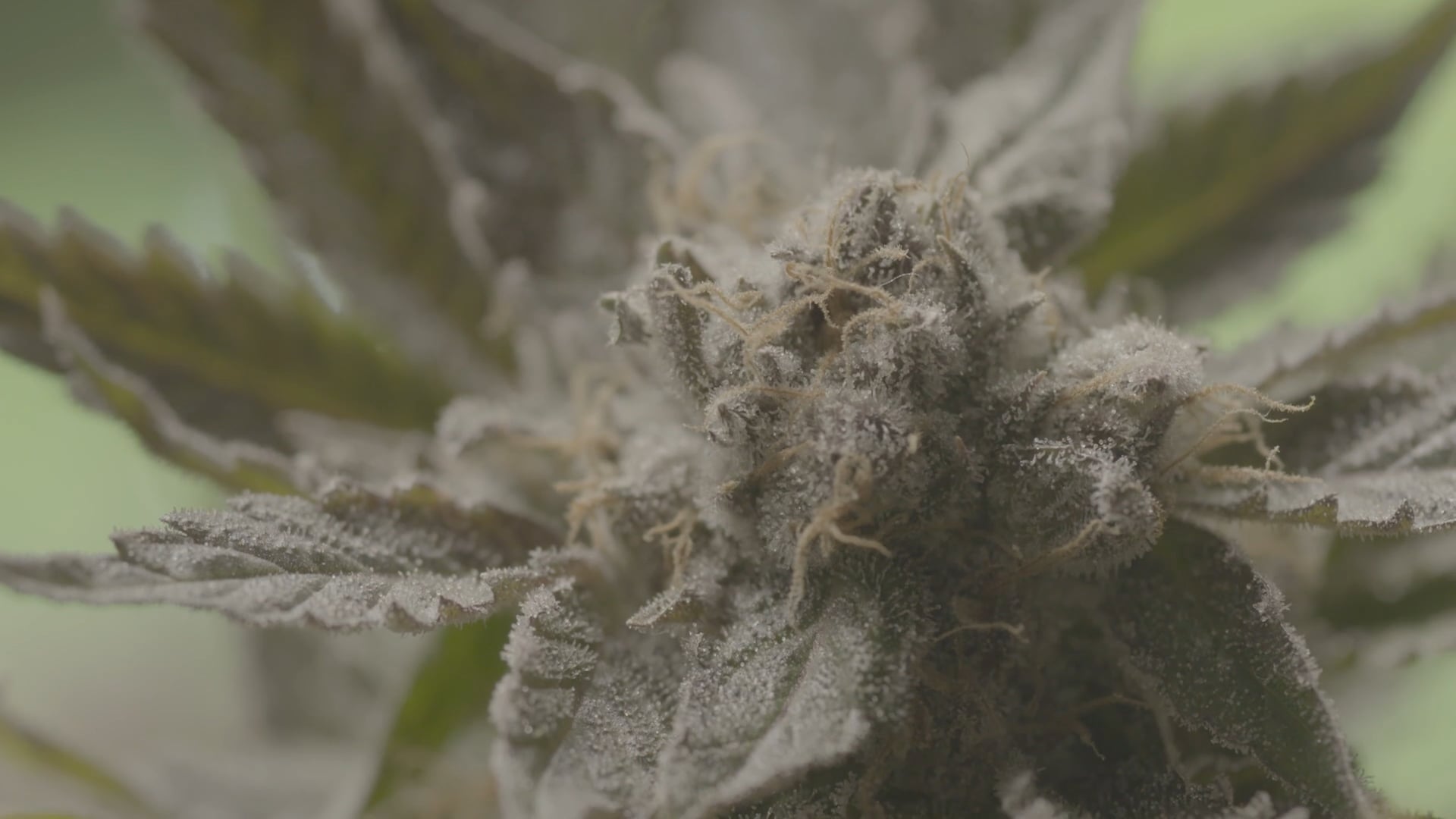 High Indulgence - "Oaksterdam"