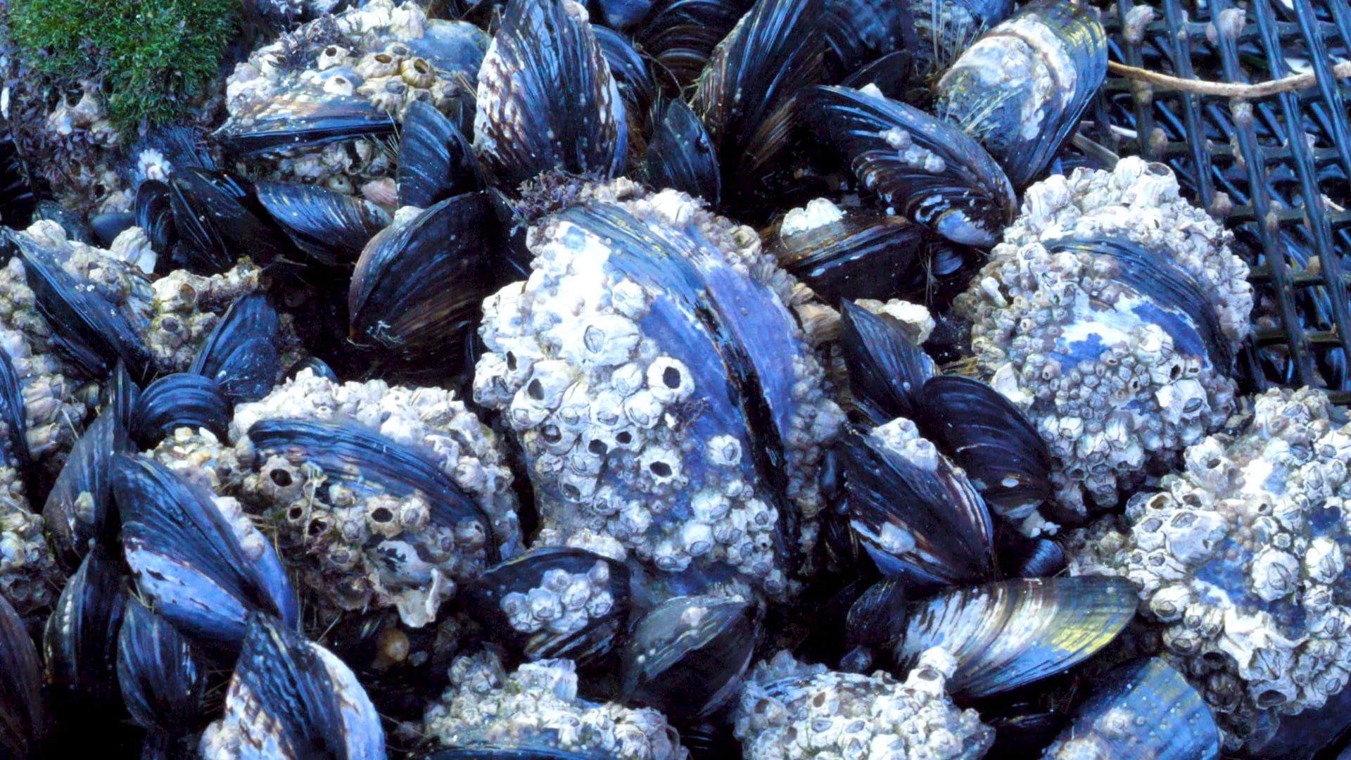 In the mussel bed