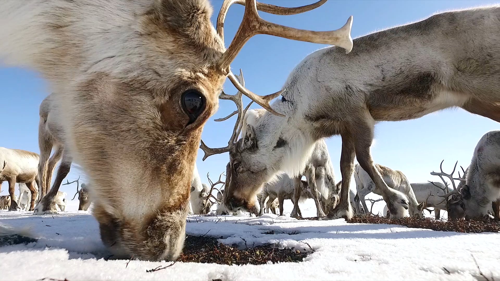 With Camera and Drone