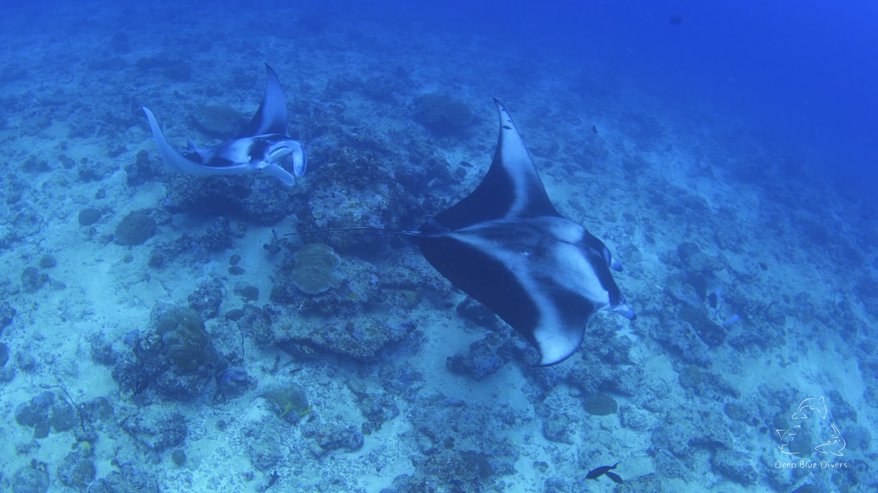 Deep Blue Divers | June Highlights 2018