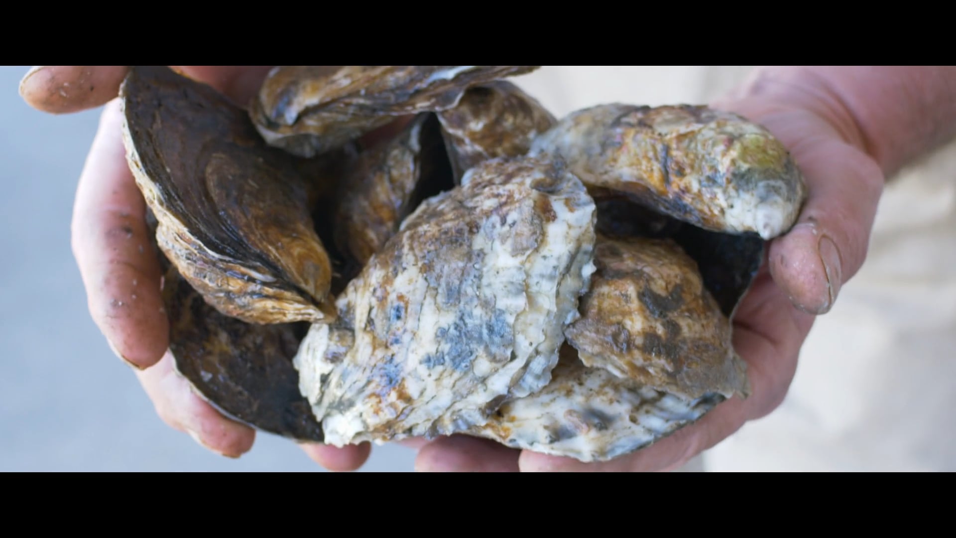 Briarpatch Shellfish Company