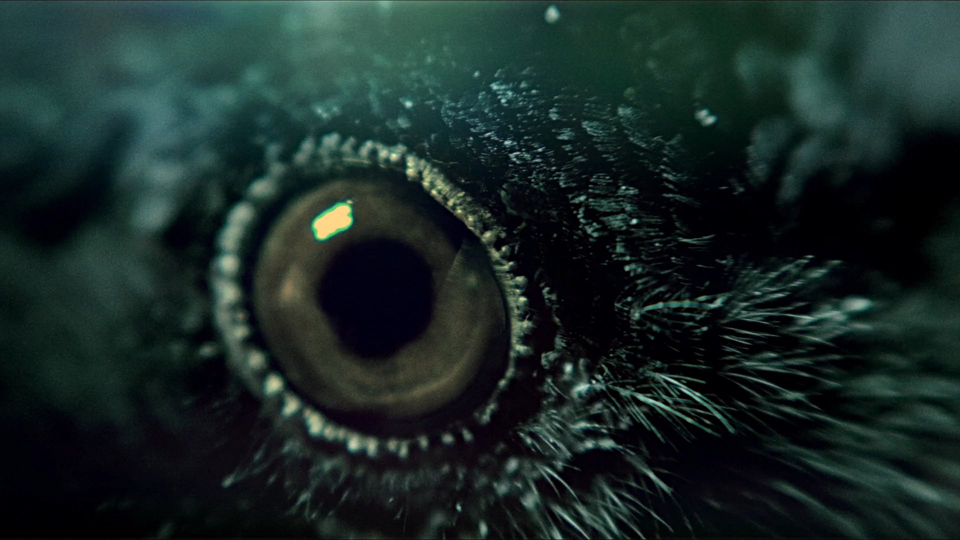 Thurdark - Here's To Fate