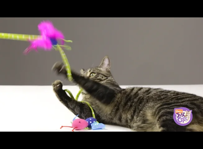 Just For Cats | Hartz